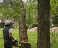 Abattage d'arbres et arbres dangereux  72
